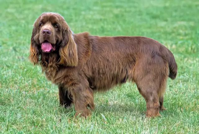 Photo Sussex-Spaniel #4