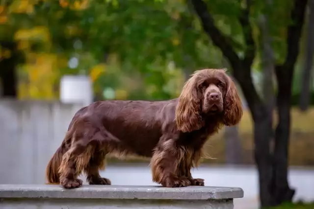 Photo Sussex-Spaniel #3