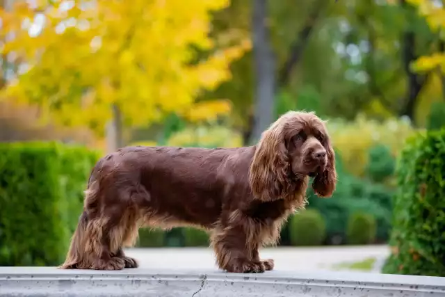 Photo Sussex-Spaniel #2