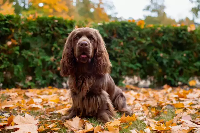 Photo Sussex-Spaniel #1