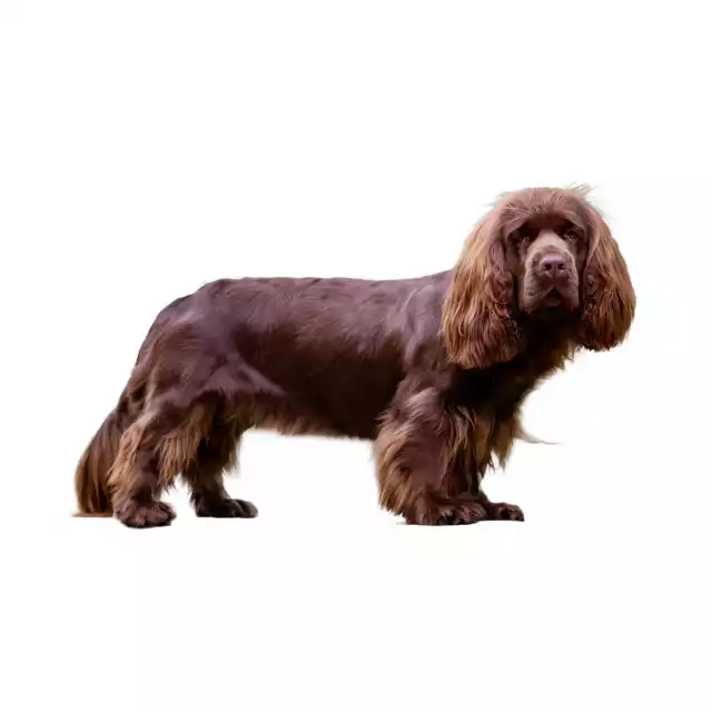 Sussex-Spaniel