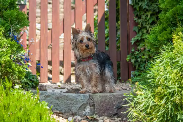 Photo Terrier Australien #2