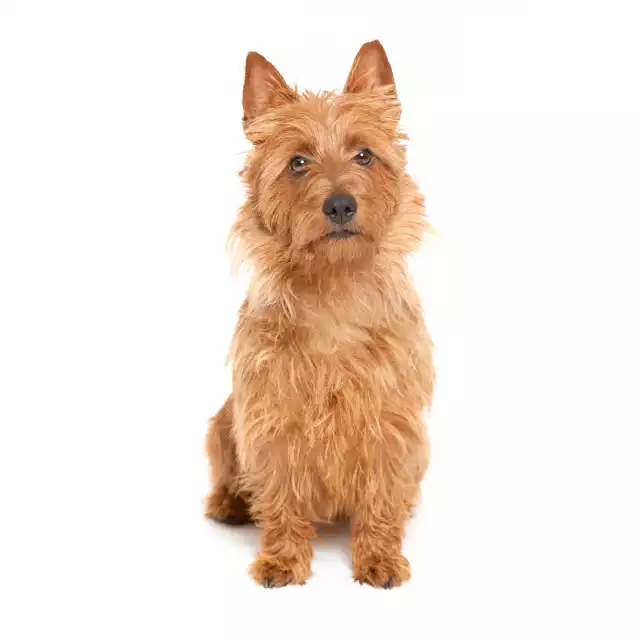 Terrier Australien