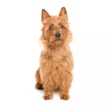 Photo Terrier australien