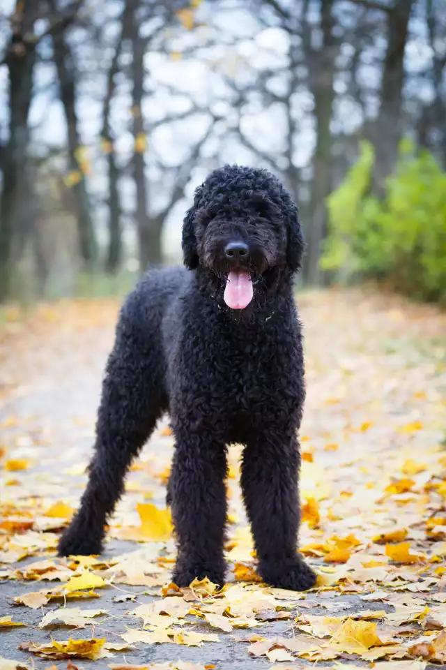Photo Terrier Noir Russe #1