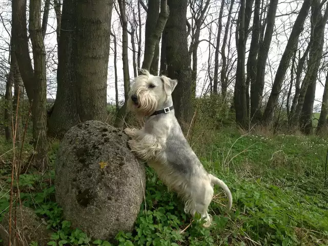 Photo Terrier tchèque #3