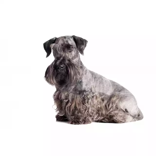 Terrier tchèque