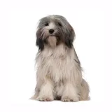 Photo Terrier Tibétain