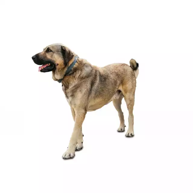 Berger d’Anatolie