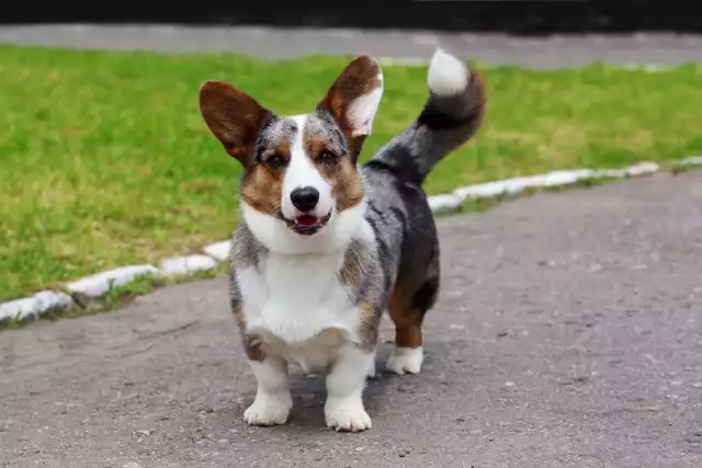 Photo Welsh Corgi Cardigan #3