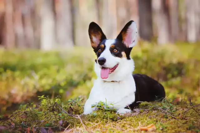 Photo Welsh Corgi Cardigan #2