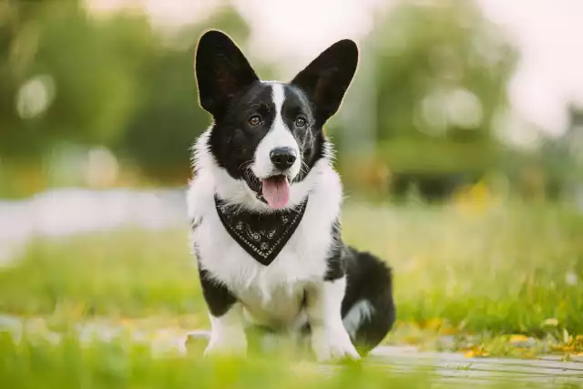 Photo Welsh Corgi Cardigan #1