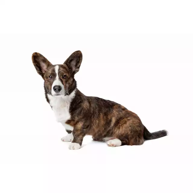 Photo Welsh Corgi Cardigan