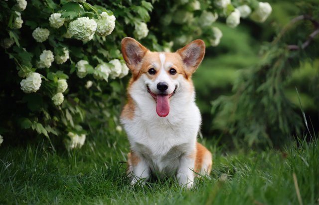 Photo Welsh Corgi Pembroke #3