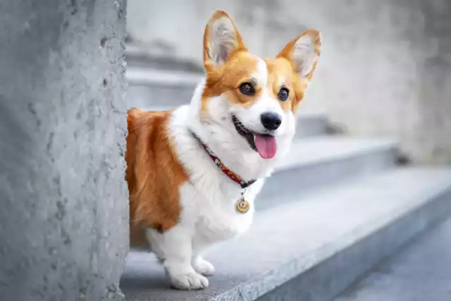 Photo Welsh Corgi Pembroke #2