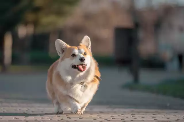 Photo Welsh Corgi Pembroke #1