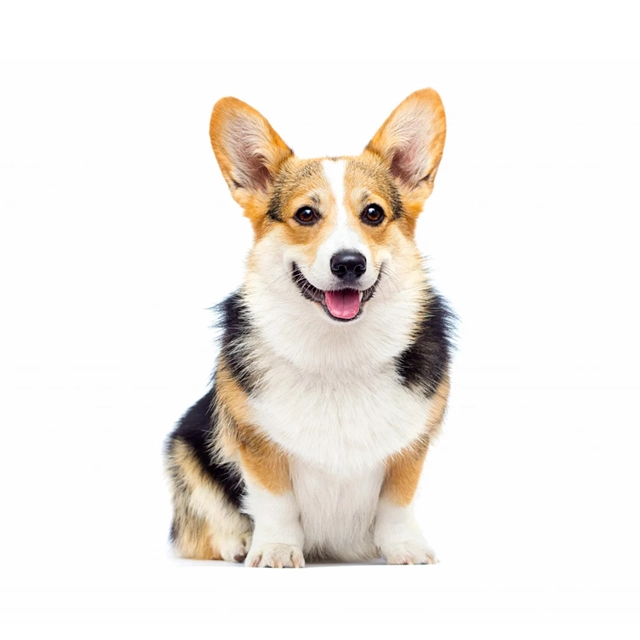 Welsh Corgi Pembroke