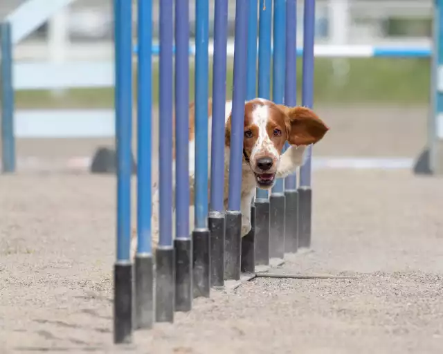 Photo Welsh Springer Spaniel #4