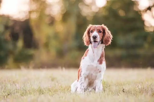 Photo Welsh Springer Spaniel #3