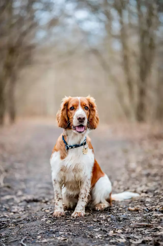 Photo Welsh Springer Spaniel #2