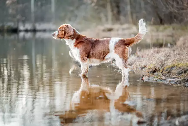 Photo Welsh Springer Spaniel #1