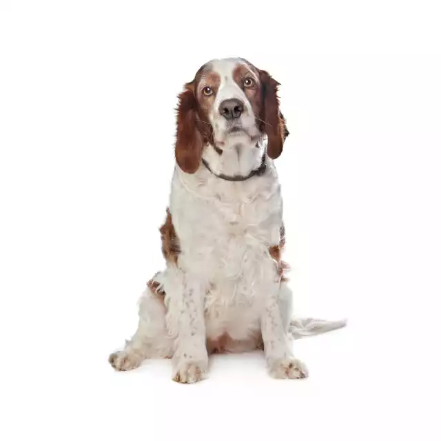 Welsh Springer Spaniel