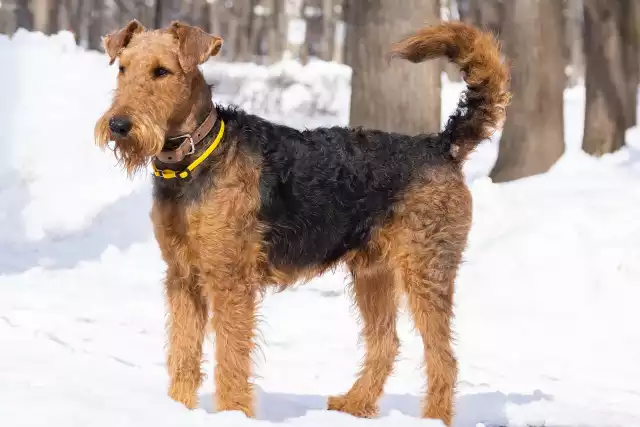 Photo Welsh Terrier #2