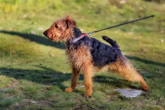 Photo Welsh Terrier #1