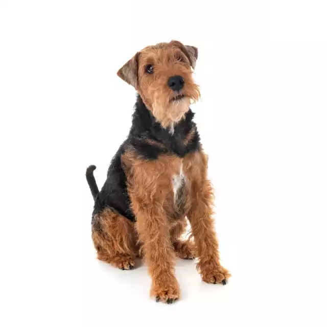 Photo Welsh Terrier