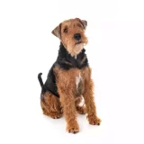 Photo Welsh Terrier