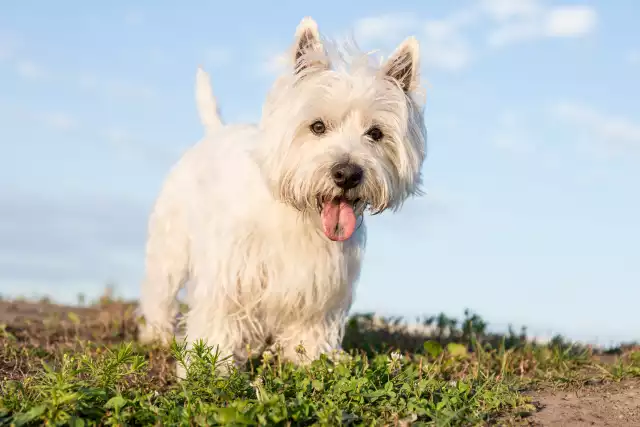 Photo West Highland White Terrier #4