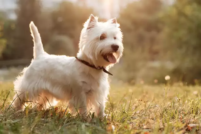 Photo West Highland White Terrier #2