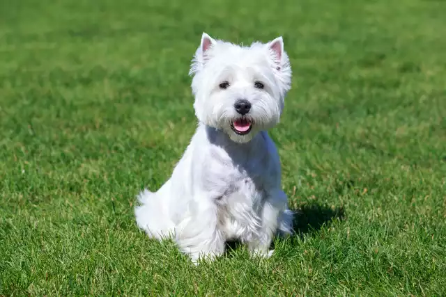 Photo West Highland White Terrier #1