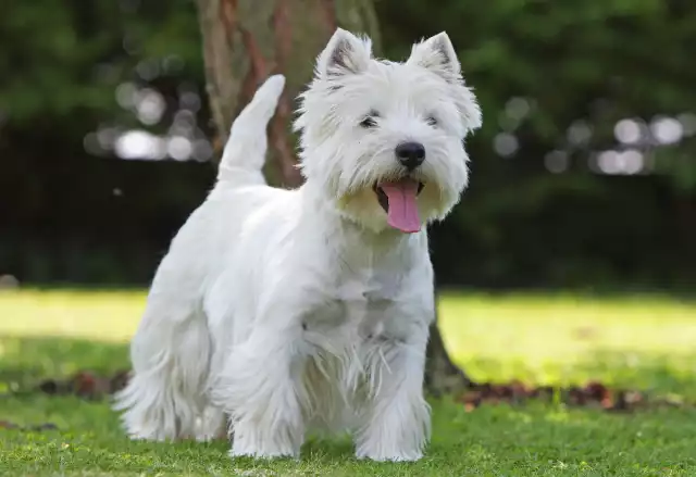 Photo West Highland White Terrier #1