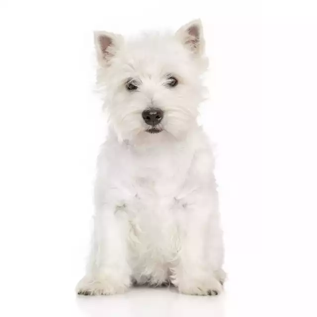 West Highland White Terrier