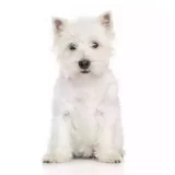 Photo West Highland White Terrier