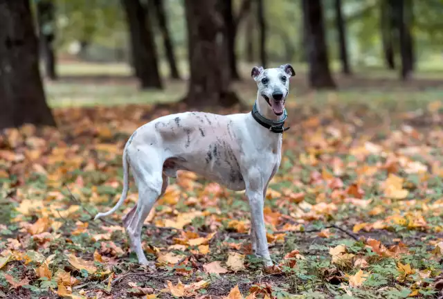 Photo Whippet #1