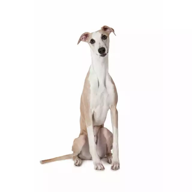 Whippet