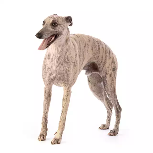 Whippet