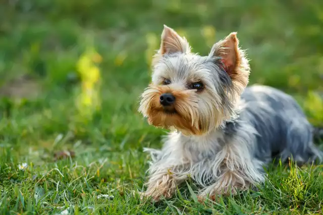 Photo Yorkshire Terrier #4