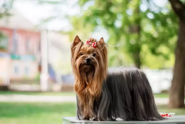 Photo Yorkshire Terrier #4