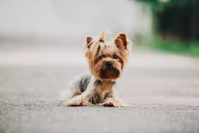 Photo Yorkshire Terrier #3
