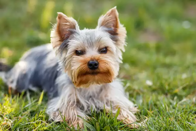 Photo Yorkshire Terrier #1