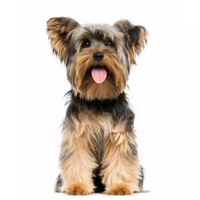 Photo Yorkshire Terrier