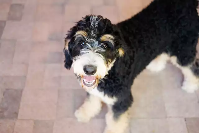 Photo Bernedoodle #2