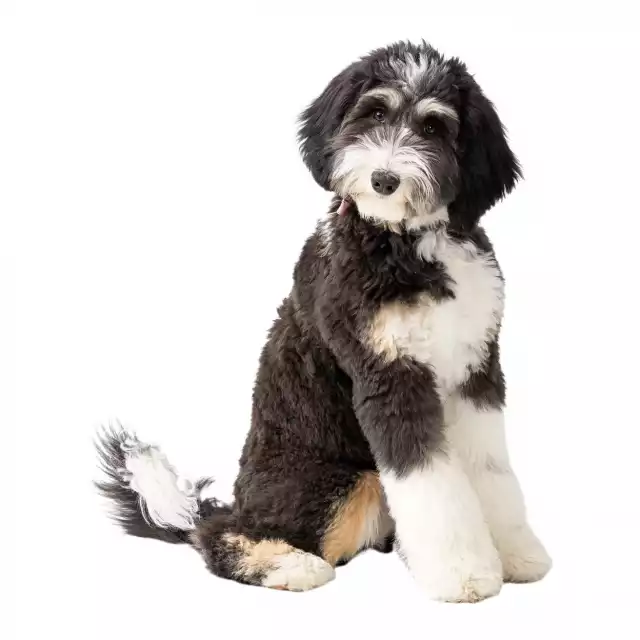 Bernedoodle