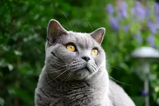 Photo British Shorthair #4