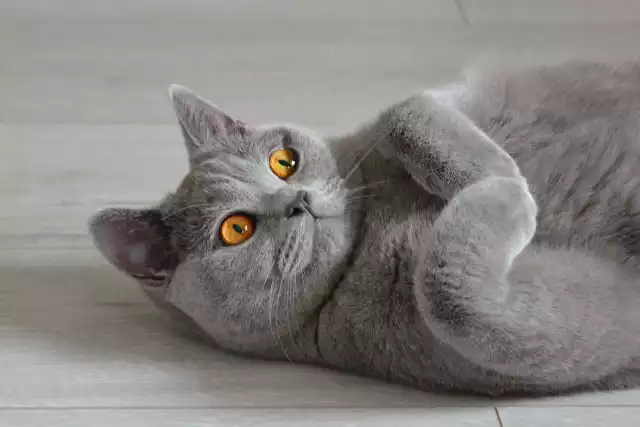 Photo British Shorthair #3