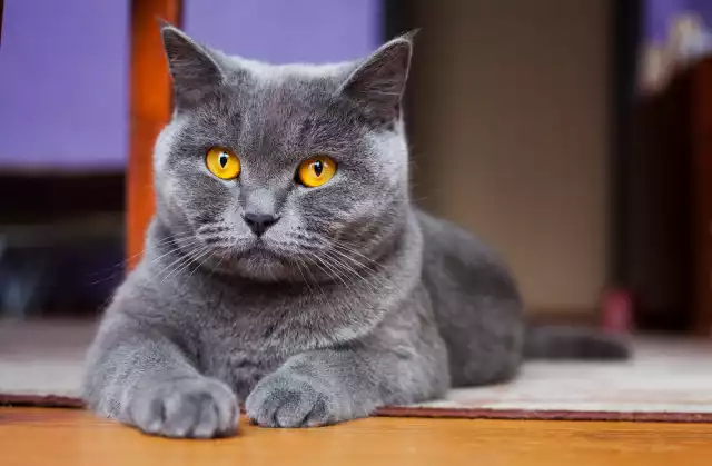 Photo British Shorthair #2