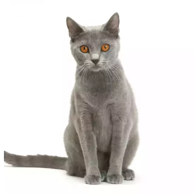 Chartreux